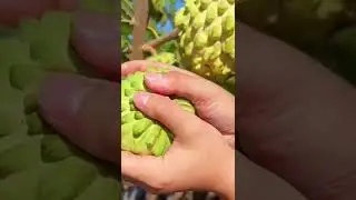 SUGAR OR CUSTARD APPLE ALSO KNOWN AS ATIS IN PHILIPPINES #shorts
