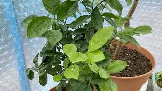 Odc. 93 - Kumquat Meiwa (Citrus fortunella obovata)