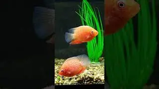 Рыба Glo Super Red Spotted Severum Cichlid #рыба