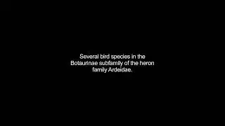 bitterns video Dictionary meaning and pronunciation