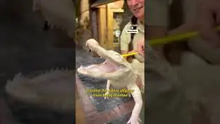 Albino Alligator Loves Being Scratched😍🐊