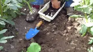Planting out climbing French beans