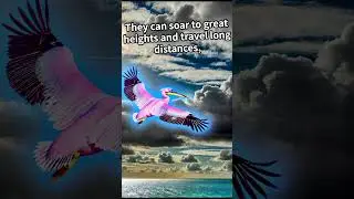 15 Amazing Facts about Pink Pelicans