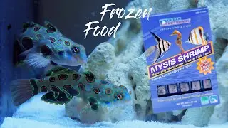 Training Mandarin Dragonets to eat Frozen Food
