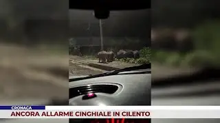 CRONACA. ANCORA ALLARME CINGHIALE IN CILENTO
