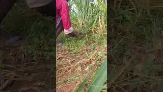 #vivasayam #cow #milk #agriculture #viilagelife #villagevlog #farmer #village #shortsfeed