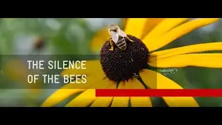 THE SILENCE OF THE BEES
