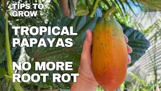 BACKYARD TROPICAL PAPAYAS IN CALIFORNIA - GROWING TIPS TO HELP PROTECT AGAINST ROOT ROT