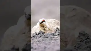 Close-up of Svalbard Ptarmigan grouse in the arctic