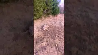 Рысь и койот вдвоем