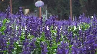 Pixtale Studio | Feel the Nature / Cameron Highland | ASMR