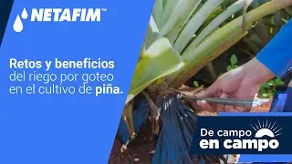 Retos y BENEFICIOS del riego por GOTEO en el cultivo de PIÑA 🍍💧