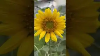 Most beautiful flowr #youtube#youtubeshorts#sunflower#flower#terracegarden#beautiful#gardening#hobby