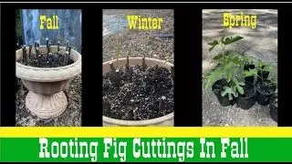 Started Rooting Fig Cuttings In Fall | They Survived Winter | Up Potted Them In Spring