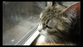 PETTING AUTUMN MAY 10 2019 #shorts #missingcat 