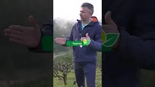 Products to break fig tree dormancy #figtree #fruittrees #fruitgrowing #orchard #fruitbearing