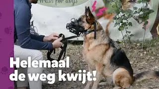 Een hond zonder sturing is gevaarlijk&hellip; - Ron&rsquo;s Honden Spreekuur