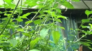 MOV05081