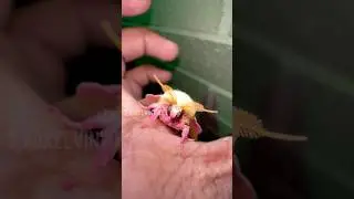 САХАРНАЯ МОЛИШКА!!! 💛🩷