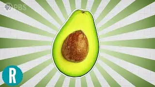 The Science of Avocados