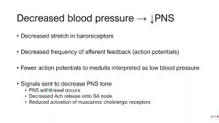 PE 381 - Lecture 7-2-3 - Baroreceptor reflex