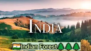 inadian forest // jungle // jungle music// meditation // #indianarmy #indianforest @FORESTSTUDIOO
