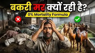 बकरी पालन में मौत का तांडव कैसे रोकें? (0% Mortality Guide)