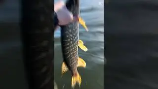 Best fishing moments🎣👍 #fishing #fishingvideo #pike #pikefishing #fishinglife