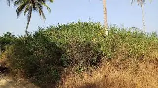 Zalor Beach Entrance , South Goa Hidden Gem