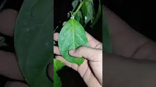 palta Hass y Palta fuerte en Bolivia
