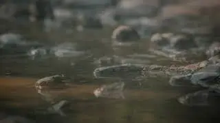 Leaves on the Stream - A Mindfulness Exercise