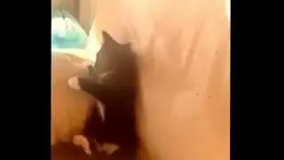 Jumping kitten