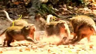 Heartbreaking in Amari group, One big monkey & three monkey fighting