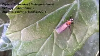 Diptera: Bibionidae ( Bibio hortulanus) v2