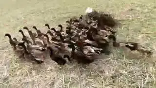 Chasing ducks in the field....