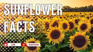 Sunflower facts | Facts about Sunflower | Interesting Facts about Sunflowers #facts #sunflower