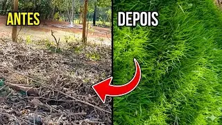 ERA SÓ TERRA SECA! 😱 Veja o que aconteceu com apenas 8 placas de grama