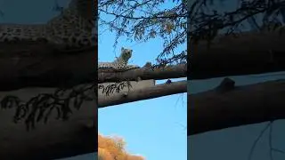Mini vlog 3 jhalana leopard safari #shorts #shortsfeed #jhalana #jaipur#safari #junglesafari