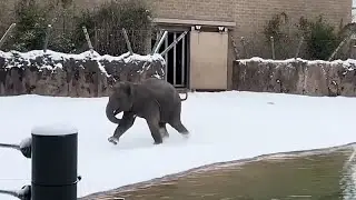 Tiere im Zoo von Houston entdecken zum ersten Mal den Schnee