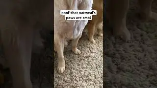 I&rsquo;ve been trying to tell you!! #LTBCPs #DogPaws #FunnyDog #Shorts
