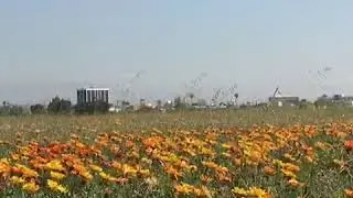 LAX Super Bloom of Wildflowers