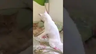 Kitty's#cat #cats #catlover #catvideos #catlovers #catshorts #funny #funnyvideo #funnyshorts #fun