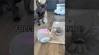 Let Out Your Pet's Playful Side