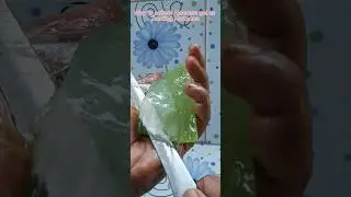 How to collect Aloevera jell for using as rooting hormone #gardening