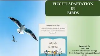 Flight Adaptation In Birds |पक्षियों में उड्डयन अनुकूलन|Bsc I semester|