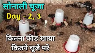 सोनाली मुर्गी पालन Day - 2, 3 | Sonali murgi Kitna feed khati hai | second day chuje ki dekhrekh