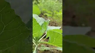 Kitchen garden #kitchengarden #vegetables #plants #farming