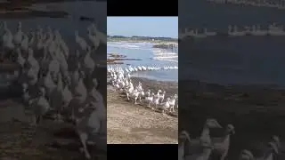 Duck line #youtubeshort #youtub