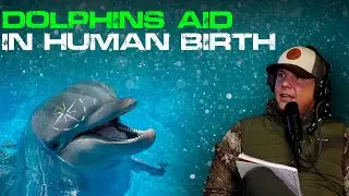 Dolphins Aid In Human Birth? Is Dolphin-Assisted Birth Real? - Green Way Podcast Clip