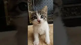 Кто не любит котёнка? #cute #cutecat #cutekitten